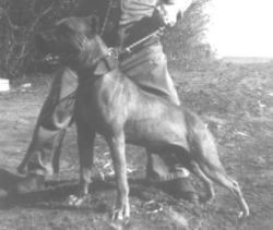 picture of dog