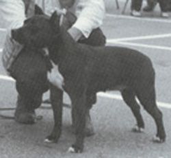 picture of dog