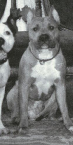 picture of dog