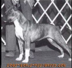 picture of dog