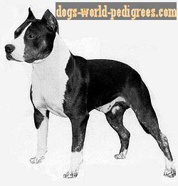 picture of dog