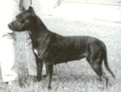 picture of dog
