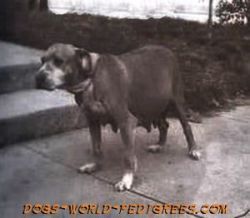picture of dog