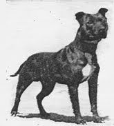picture of dog