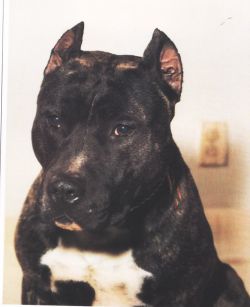 picture of dog
