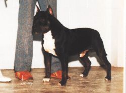 picture of dog