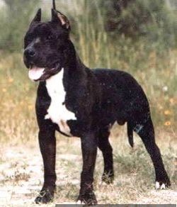 picture of dog