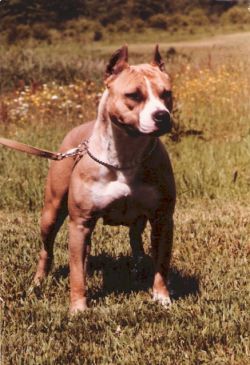 picture of dog