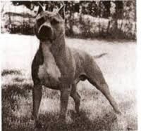 picture of dog