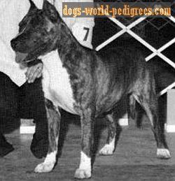 picture of dog