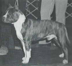 picture of dog