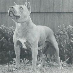 picture of dog