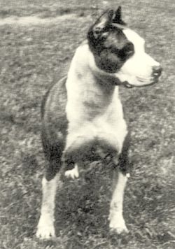 picture of dog