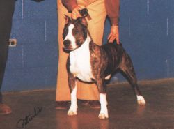 picture of dog