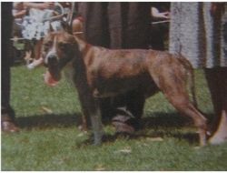 picture of dog
