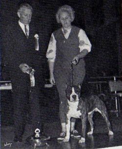 picture of dog