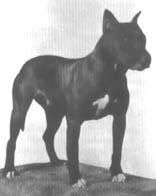 picture of dog