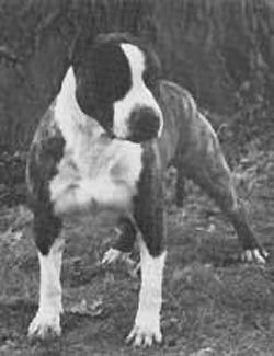 picture of dog
