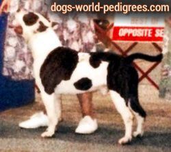 picture of dog