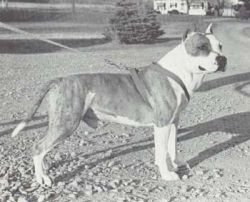 picture of dog