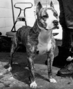 picture of dog