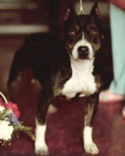picture of dog