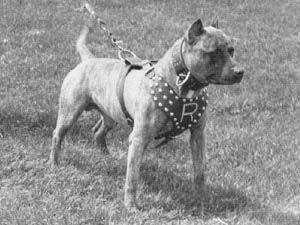 picture of dog