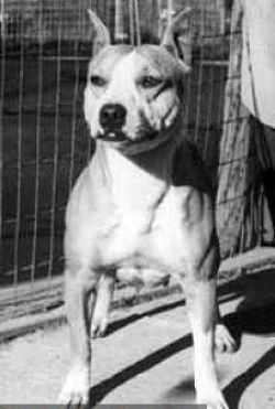 picture of dog
