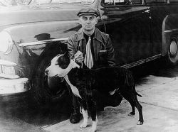 picture of dog