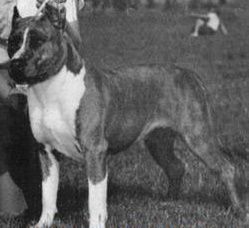 picture of dog
