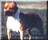 picture of dog