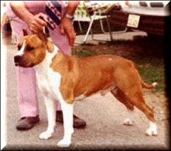 picture of dog