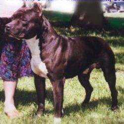 picture of dog