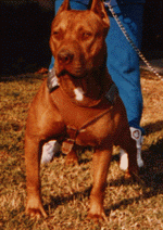 picture of dog