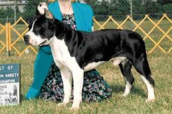 picture of dog