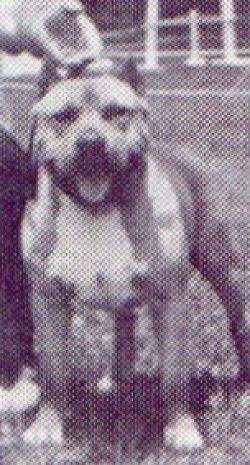 picture of dog