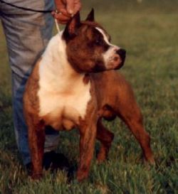 picture of dog
