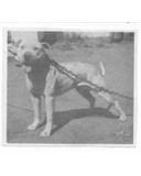 picture of dog