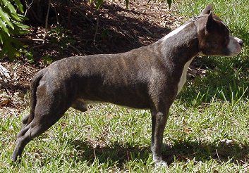 picture of dog