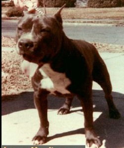 picture of dog