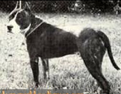 picture of dog