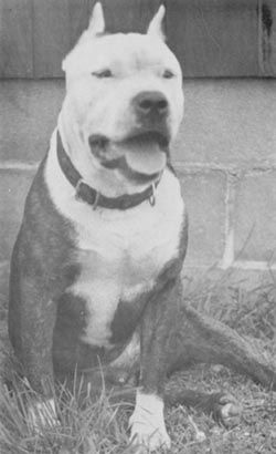 picture of dog