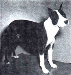 picture of dog