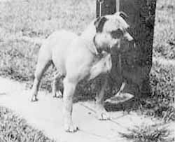 picture of dog