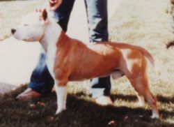 picture of dog