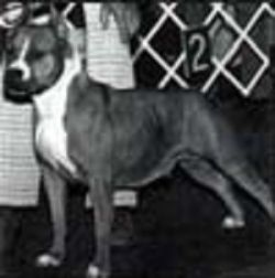 picture of dog