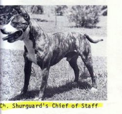 picture of dog