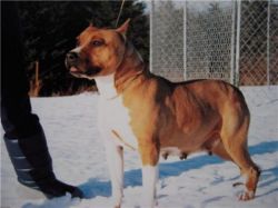 picture of dog