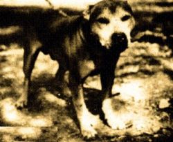 picture of dog