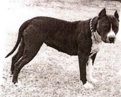 picture of dog